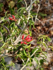 Euphorbia pedilanthoides image