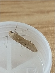 Blastobasis lacticolella