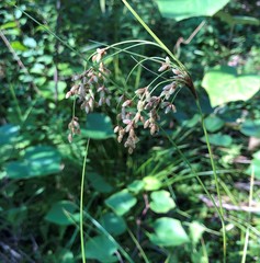 Scirpus atrocinctus