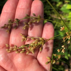 Scirpus atrocinctus