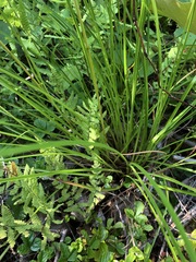 Scirpus atrocinctus