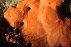 Spirastrella cunctatrix