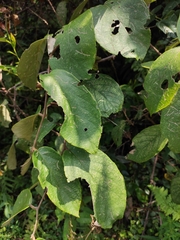 Actinidia eriantha