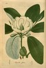 Magnolia elegans - Photo (c) Biodiversity Heritage Library, some rights reserved (CC BY)