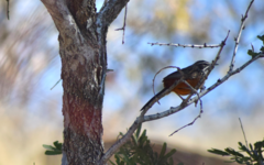 Achaetops pycnopygius