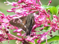 Eudaminae