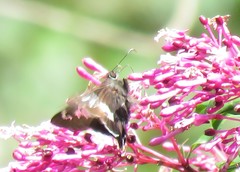 Eudaminae