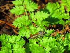 Eutolmus rufibarbis