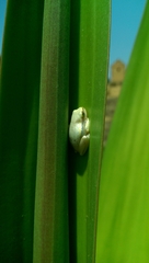 Heterixalus betsileo