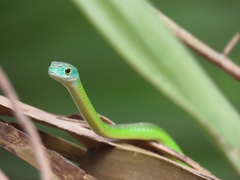 Philothamnus semivariegatus