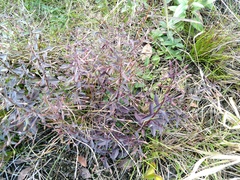 Mecardonia acuminata