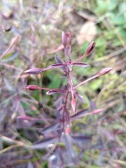 Mecardonia acuminata