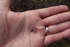 Mecardonia acuminata