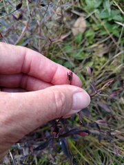 Mecardonia acuminata