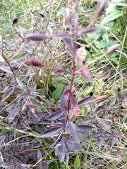 Mecardonia acuminata