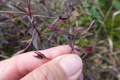 Mecardonia acuminata