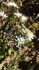 Agathosma latipetala