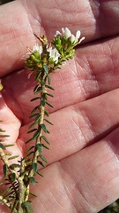 Agathosma latipetala