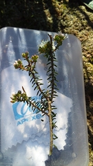 Agathosma latipetala