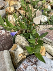 Scutellaria galericulata