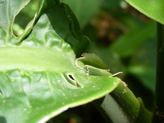 Dieffenbachia tonduzii image