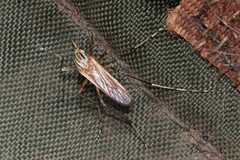 Aedes vittiger