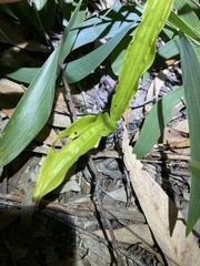 Eulophia cernua