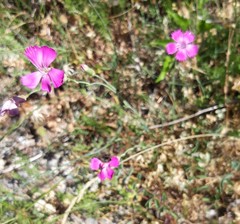 Dianthus caryophyllus