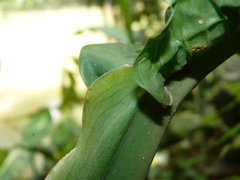 Dieffenbachia tonduzii