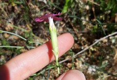 Dianthus caryophyllus