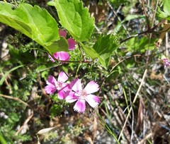 Dianthus caryophyllus
