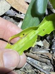 Eulophia cernua