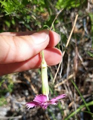 Dianthus caryophyllus