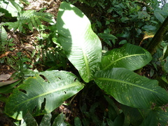 Dieffenbachia tonduzii