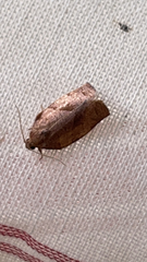 Choristoneura rosaceana