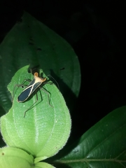 Sundarus