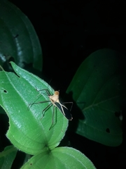 Sundarus