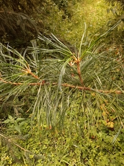 Pinus