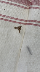 Petrophila bifascialis