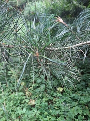 Pinus