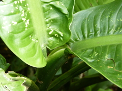 Dieffenbachia tonduzii