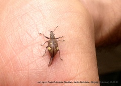 Mimographus