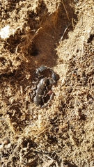 Cheloctonus anthracinus