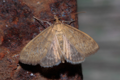 Anania fuscalis