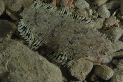 Monochirus hispidus