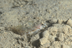 Gobius roulei