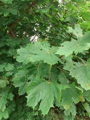 Acer platanoides