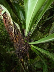Asplenium serratum