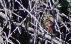 Lagonosticta senegala