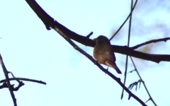 Lagonosticta senegala